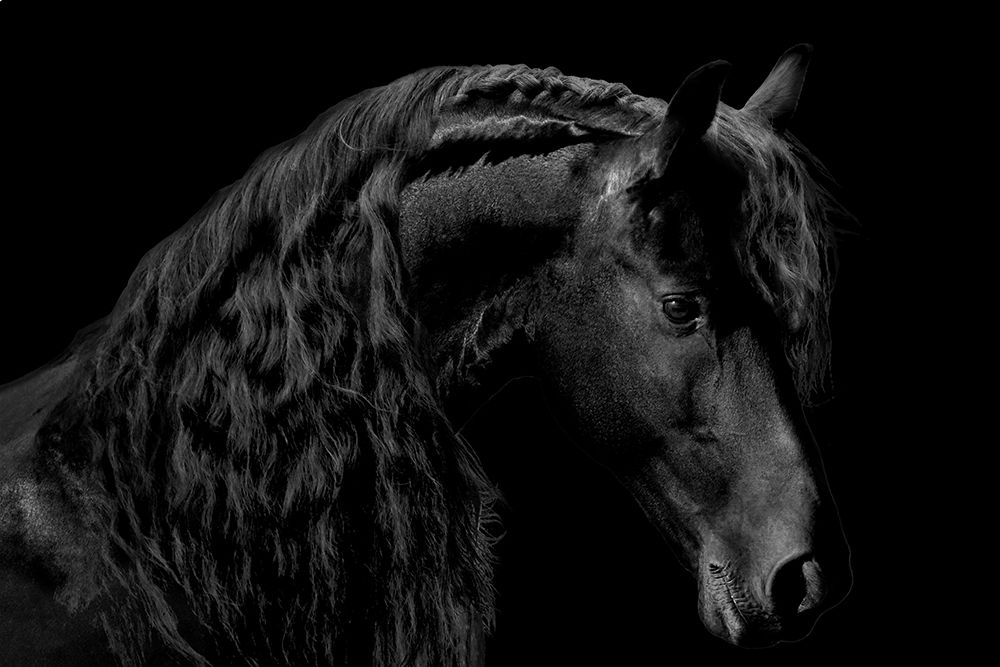 Classic Black II art print by Samantha Carter for $57.95 CAD