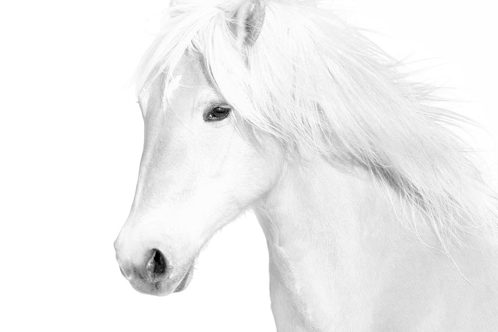 Classic White art print by Samantha Carter for $57.95 CAD