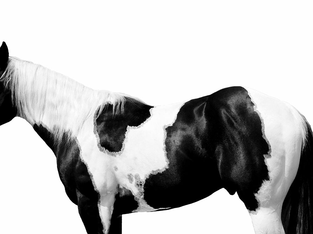 Pinto art print by Samantha Carter for $57.95 CAD