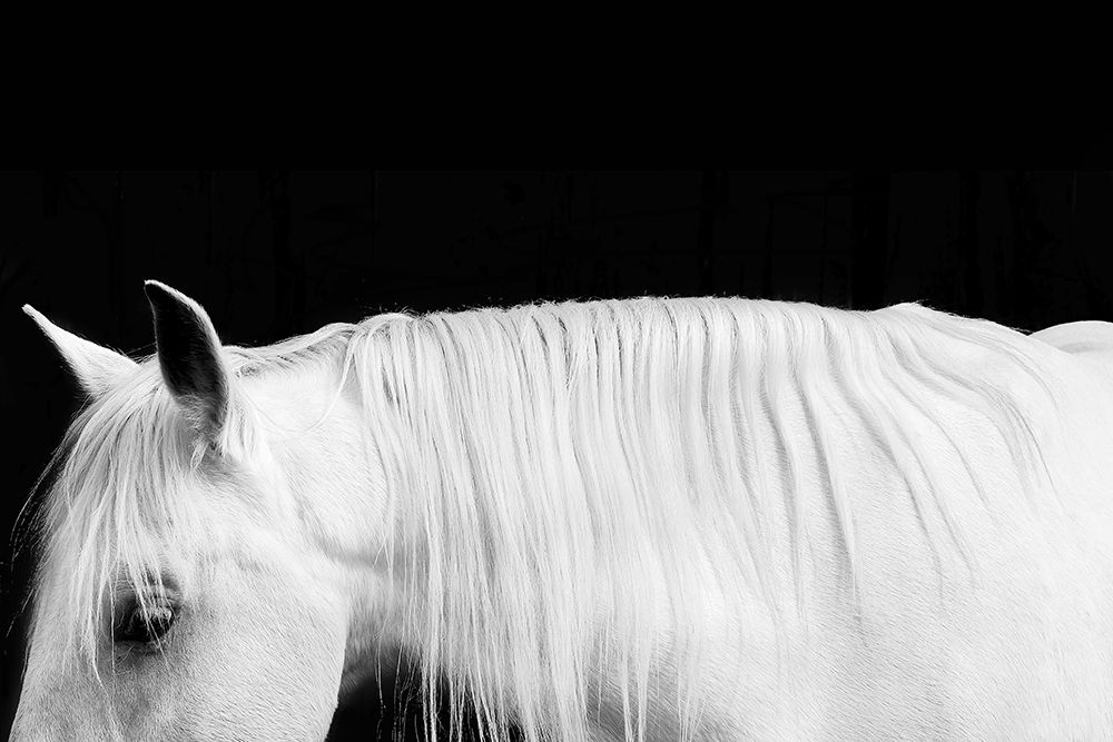 White on Black I art print by Samantha Carter for $57.95 CAD