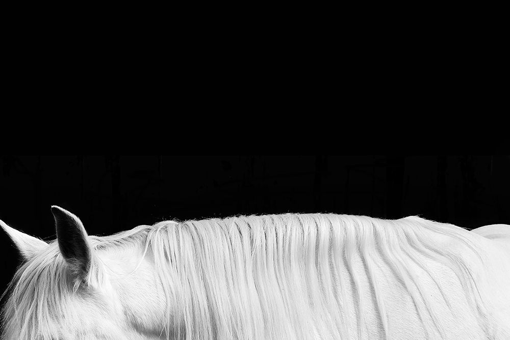 White on Black II art print by Samantha Carter for $57.95 CAD