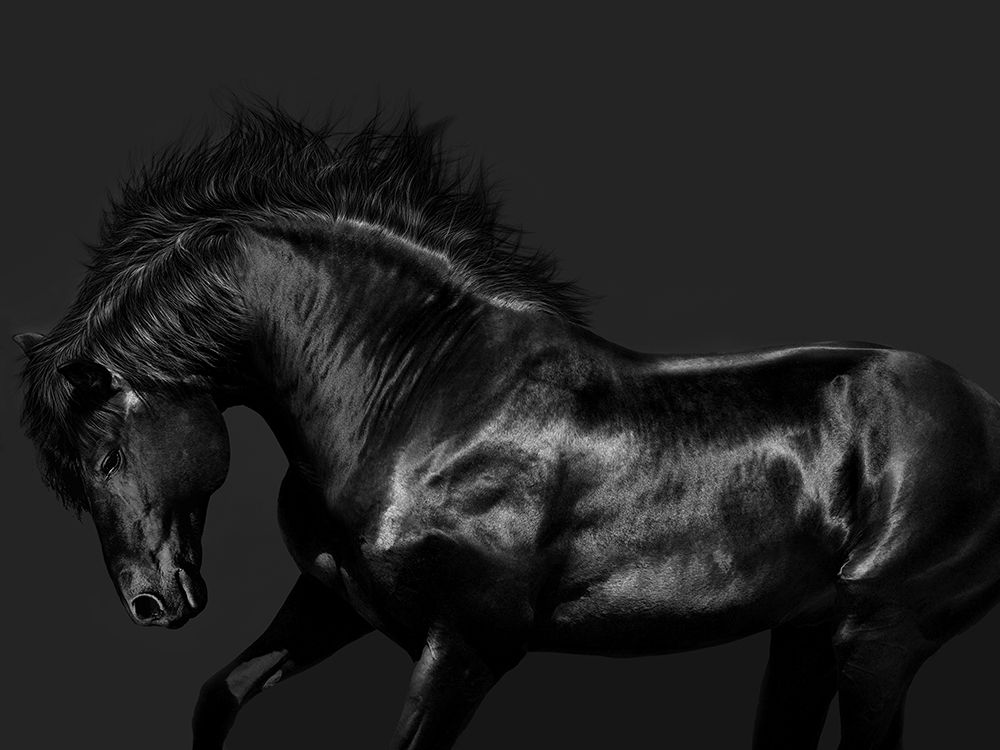Black on Black art print by Samantha Carter for $57.95 CAD