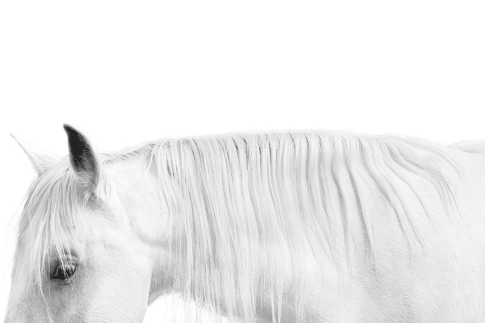 White on White art print by Samantha Carter for $57.95 CAD