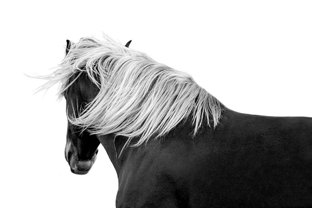 Flaxon Chestnut art print by Samantha Carter for $57.95 CAD