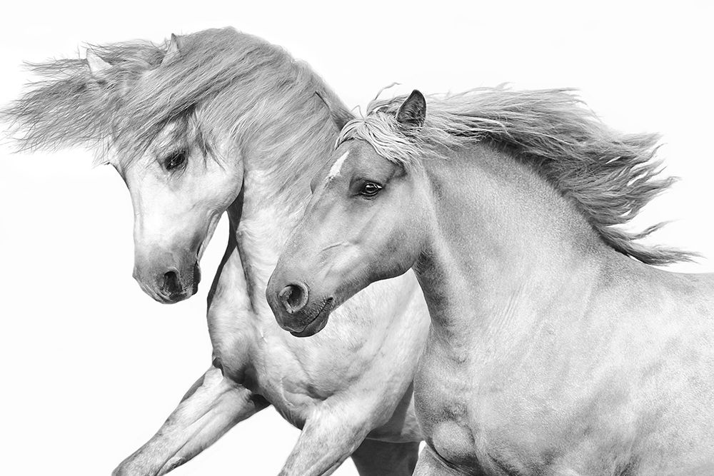 Duo I art print by Samantha Carter for $57.95 CAD