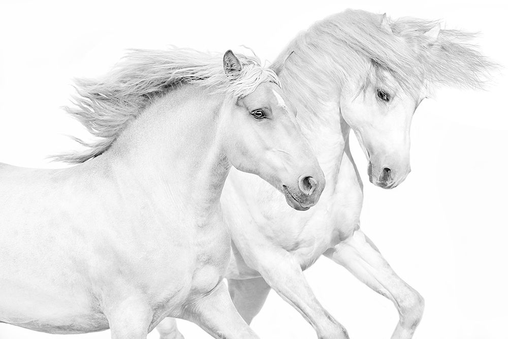 Duo II art print by Samantha Carter for $57.95 CAD