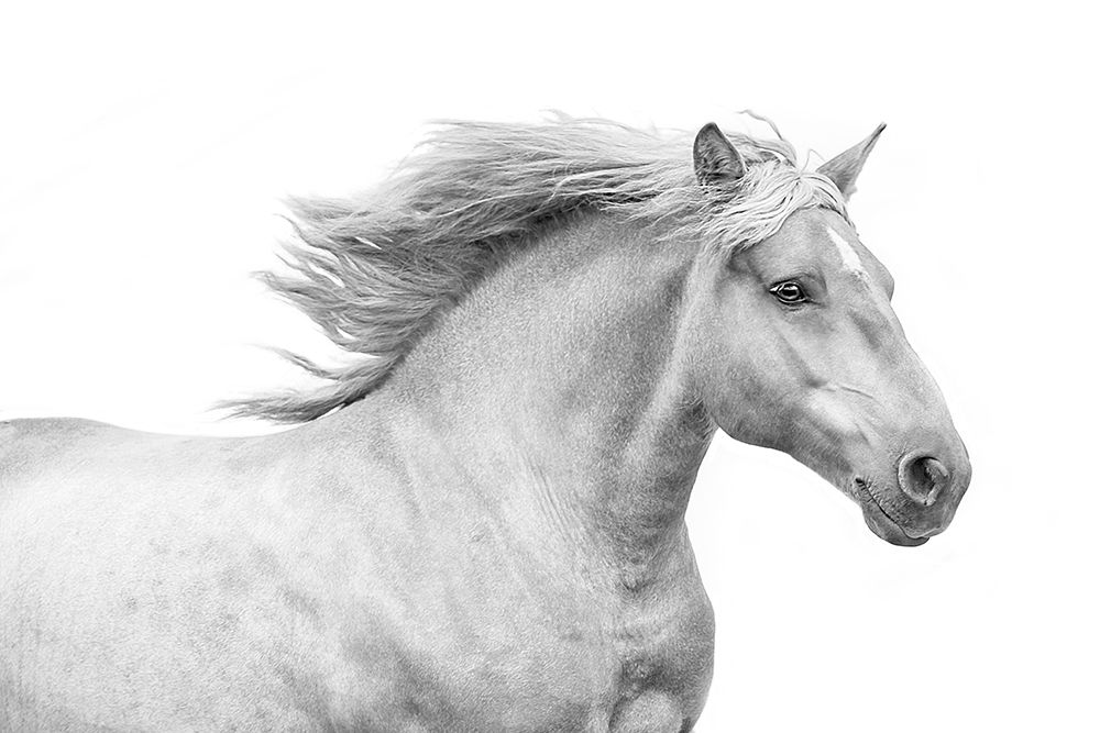 Solo I art print by Samantha Carter for $57.95 CAD