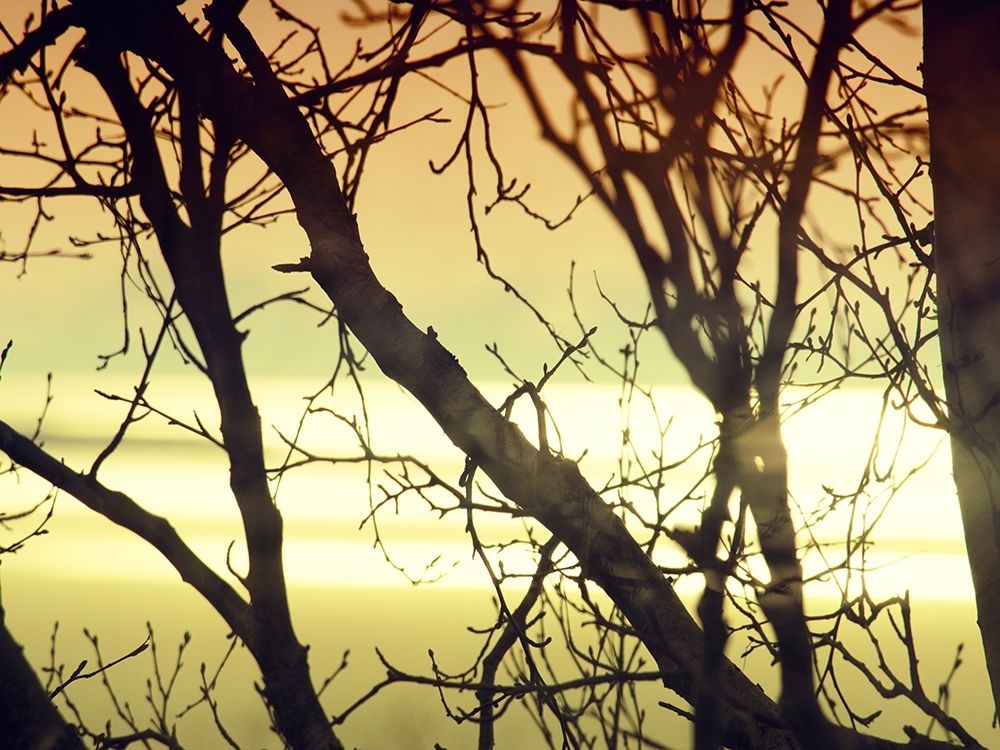 Aspen Sunset art print by Savanah Plank for $57.95 CAD