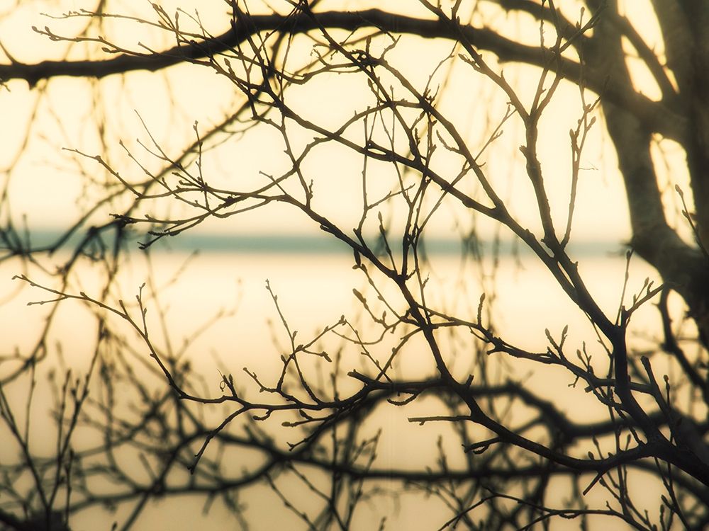 Aspen Sunset art print by Savanah Plank for $57.95 CAD