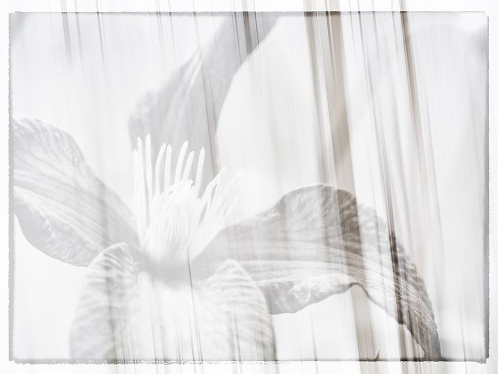 Black and white clematis art print by Savanah Plank for $57.95 CAD