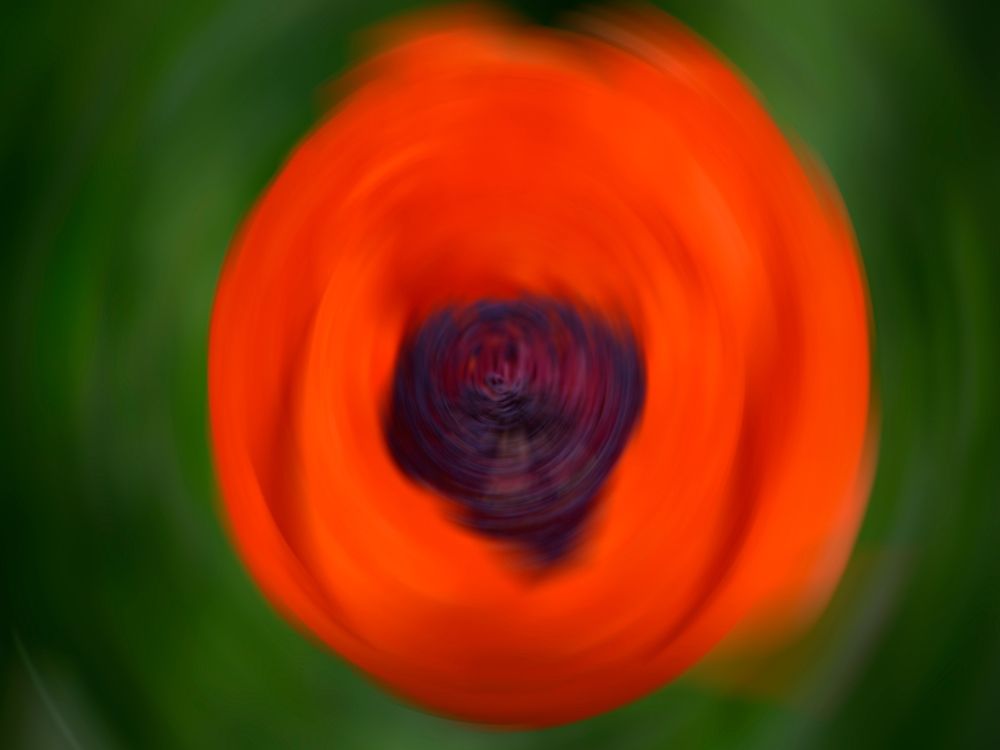Orange Poppy art print by Savanah Plank for $57.95 CAD