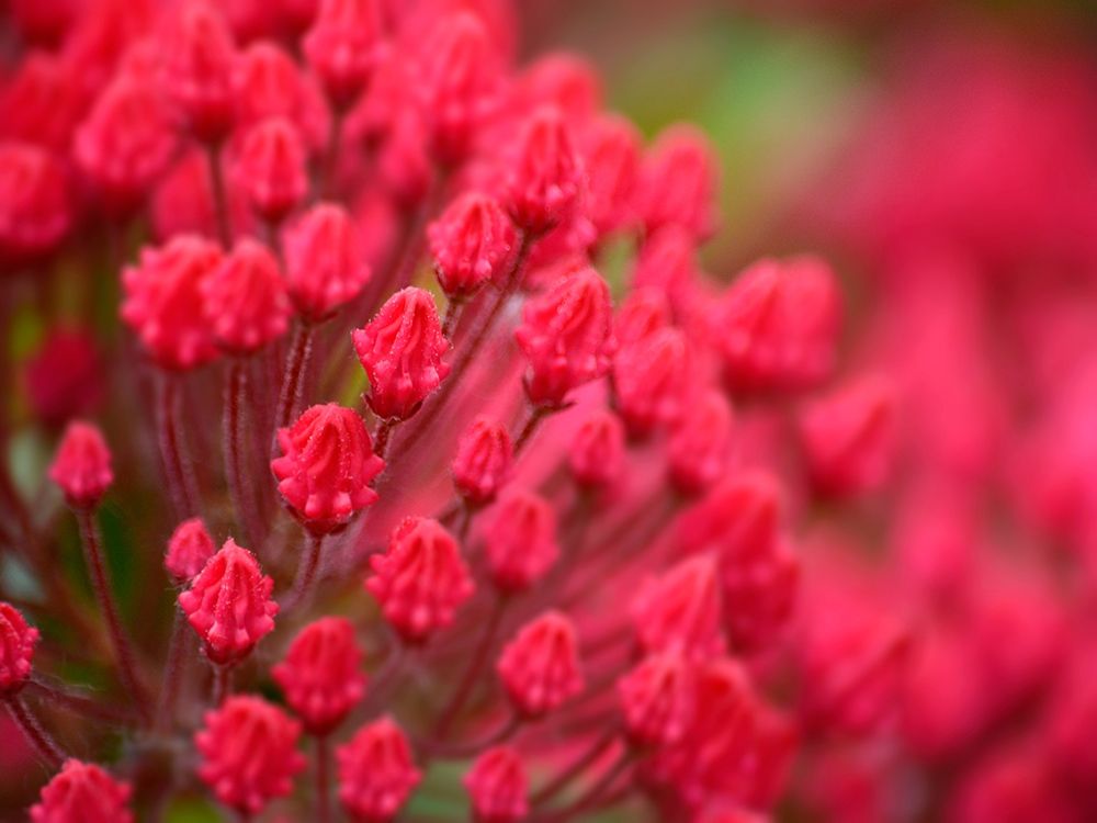 Pink Flower art print by Savanah Plank for $57.95 CAD