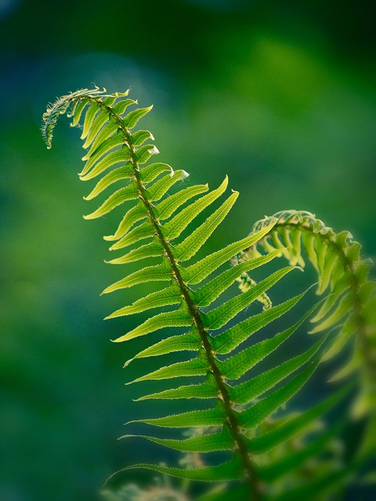 Garden Fern art print by Savanah Plank for $57.95 CAD