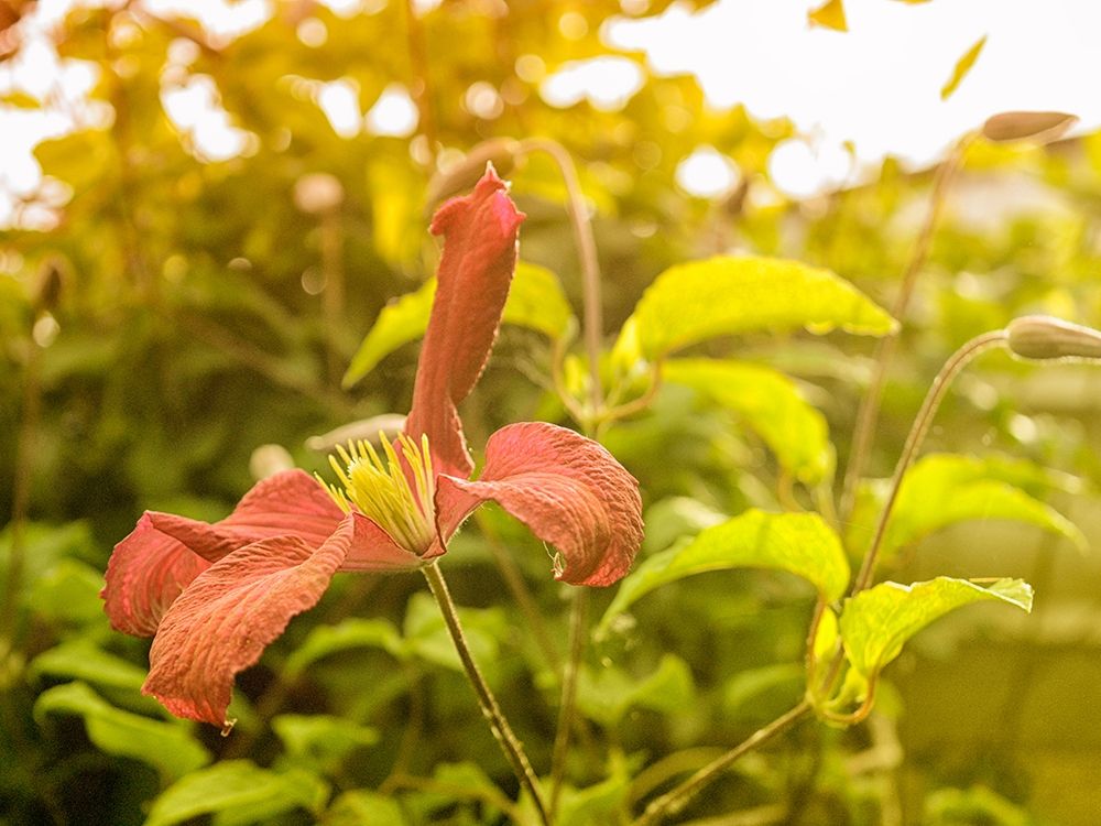 Summertime Clematis art print by Savanah Plank for $57.95 CAD