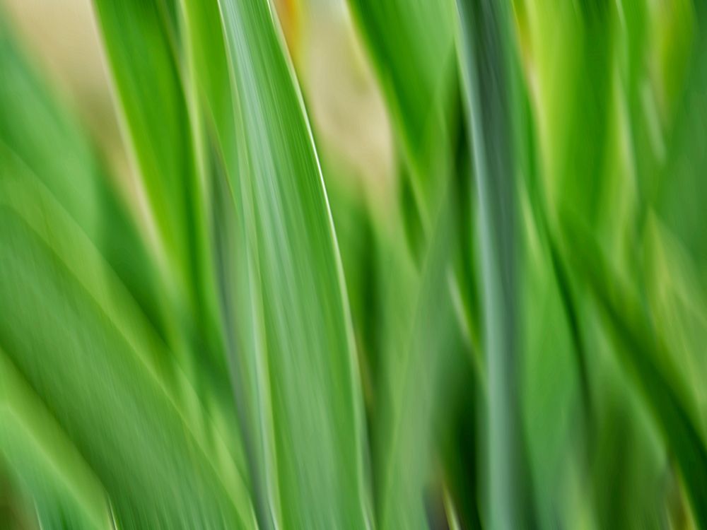 Flora blades art print by Savanah Plank for $57.95 CAD