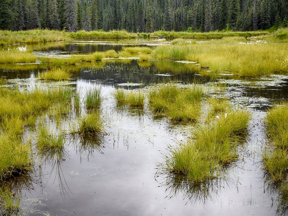 Hatchers Pass creek marsh art print by Savanah Plank for $57.95 CAD