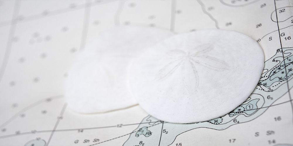 Nautical sand dollars art print by Savanah Plank for $57.95 CAD