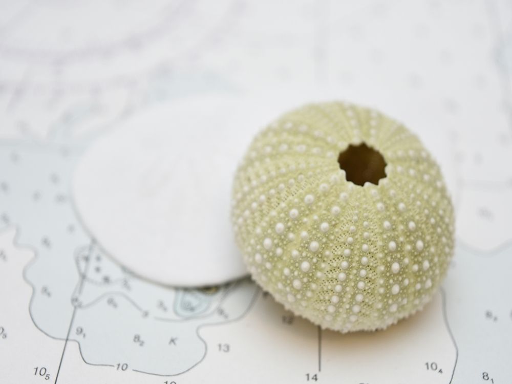 Nautical Urchin art print by Savanah Plank for $57.95 CAD