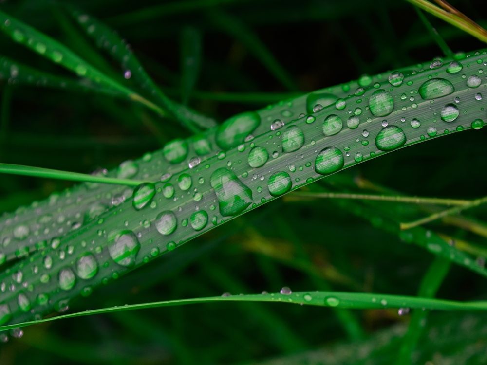 Rain drop beach grass art print by Savanah Plank for $57.95 CAD