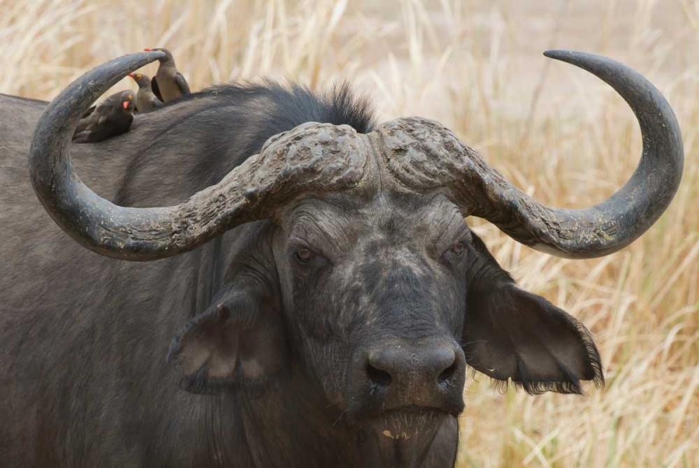 Cape Buffalo and Red Billed Oxpeckers art print by Scott Bennion for $57.95 CAD