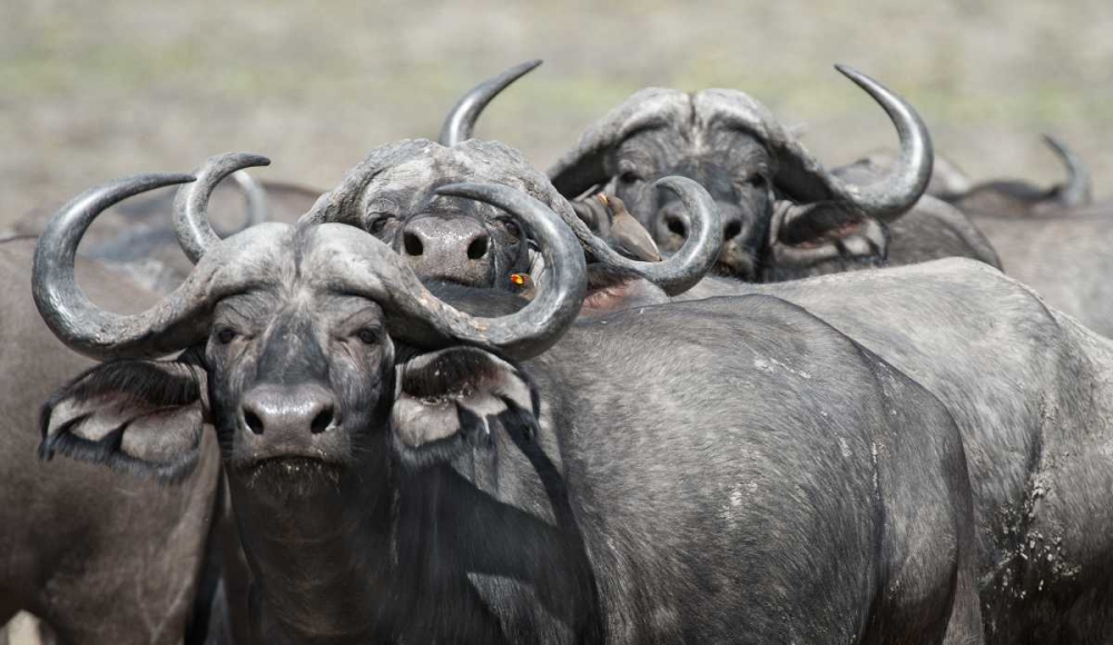 Cape Buffalos and Friend art print by Scott Bennion for $57.95 CAD
