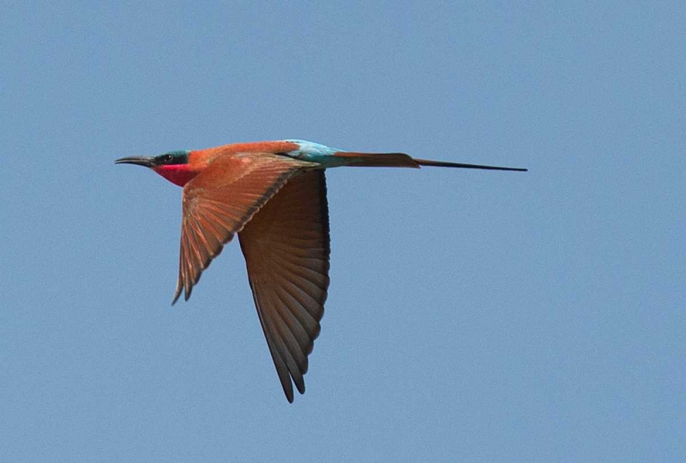 Carmine Bee Eater art print by Scott Bennion for $57.95 CAD