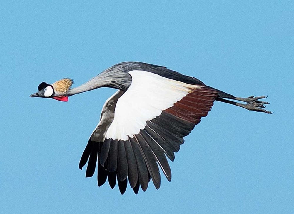 Crested Crane art print by Scott Bennion for $57.95 CAD