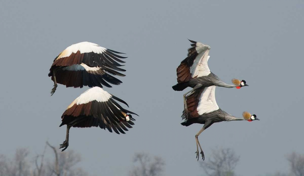 Crested Cranes art print by Scott Bennion for $57.95 CAD