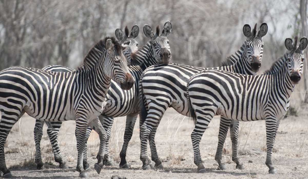Curious Zebras art print by Scott Bennion for $57.95 CAD
