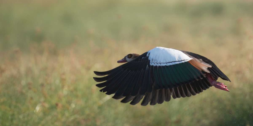 Egypian Goose art print by Scott Bennion for $57.95 CAD