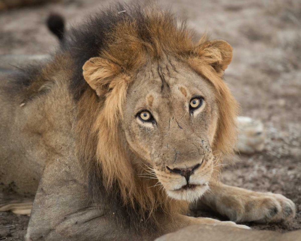 Eyes of a Lion art print by Scott Bennion for $57.95 CAD