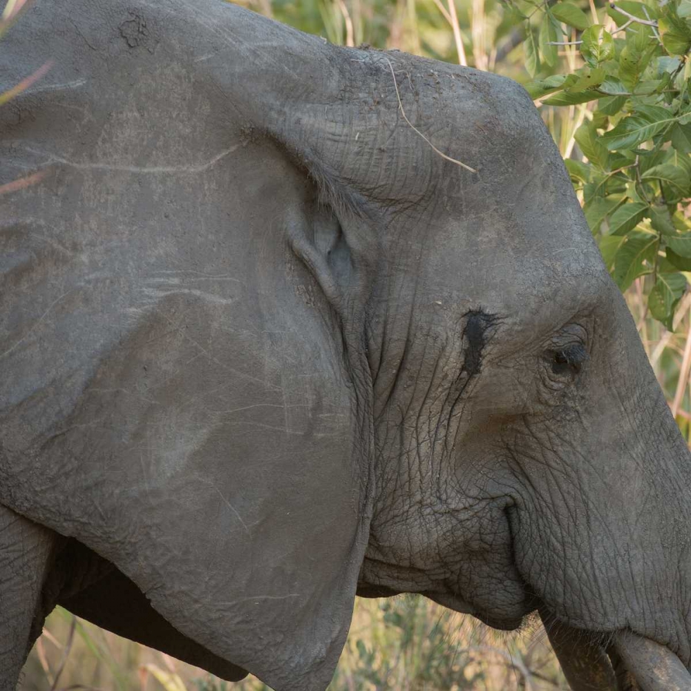 female elephant - Zabia art print by Scott Bennion for $57.95 CAD