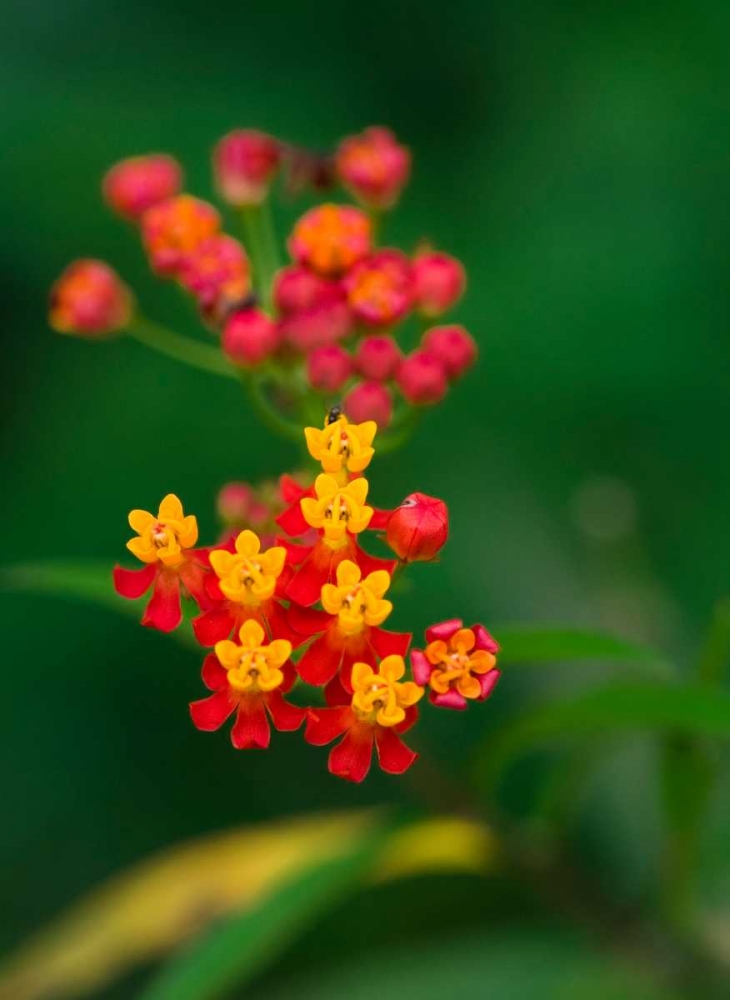 Flowers from Guatemala art print by Scott Bennion for $57.95 CAD