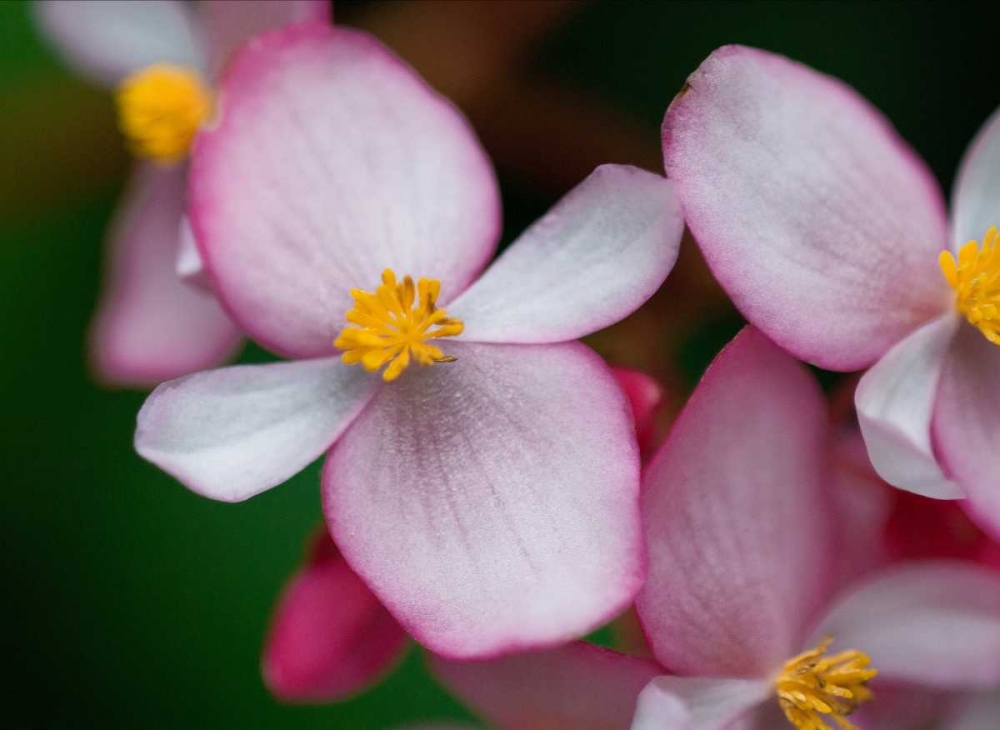Flowers from Peru art print by Scott Bennion for $57.95 CAD