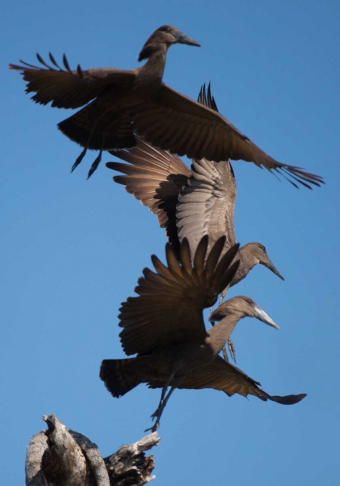 Hammerkops in flight art print by Scott Bennion for $57.95 CAD