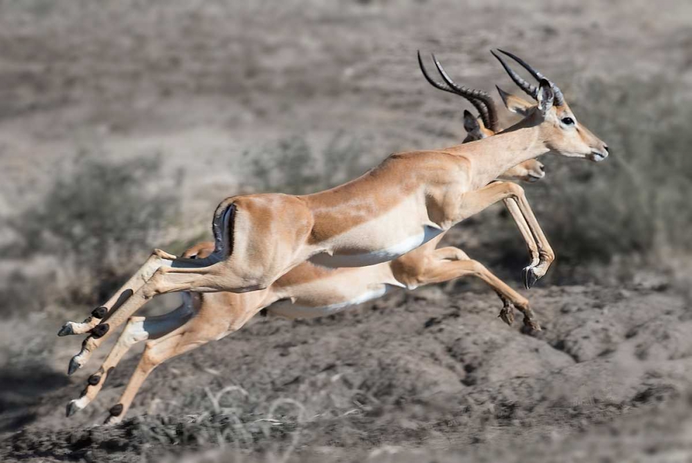 Impala art print by Scott Bennion for $57.95 CAD