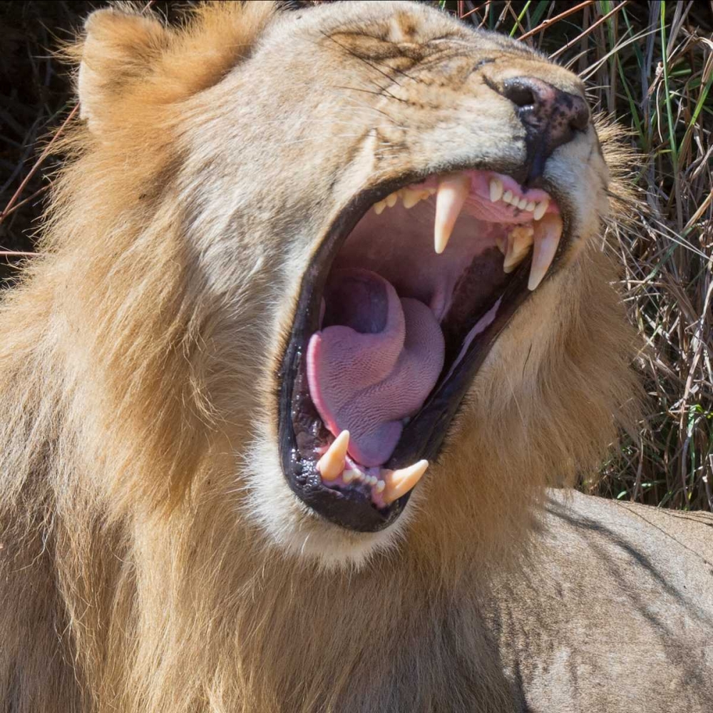 King of the Beasts art print by Scott Bennion for $57.95 CAD