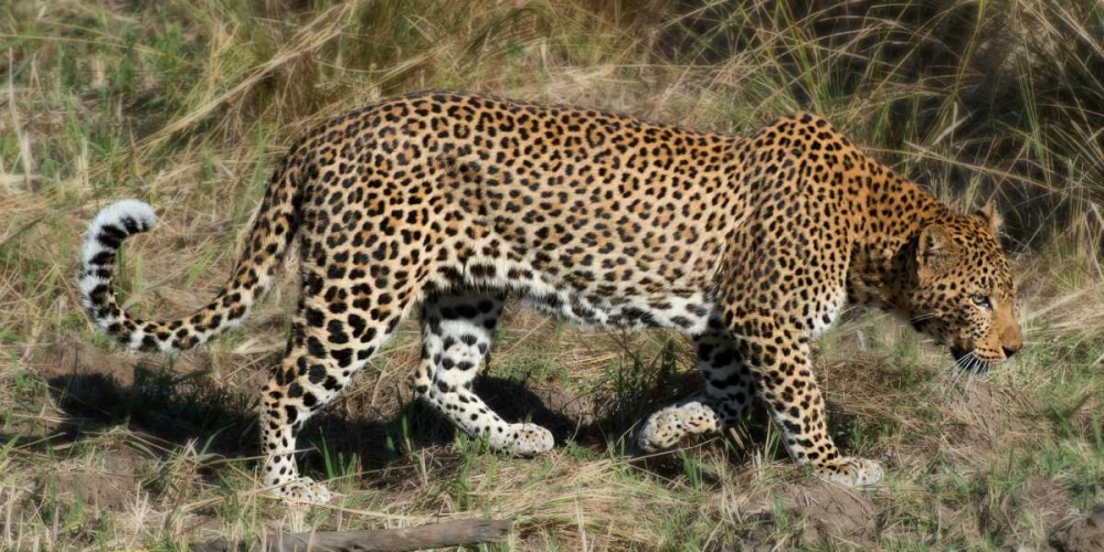 Leopard Hunting art print by Scott Bennion for $57.95 CAD