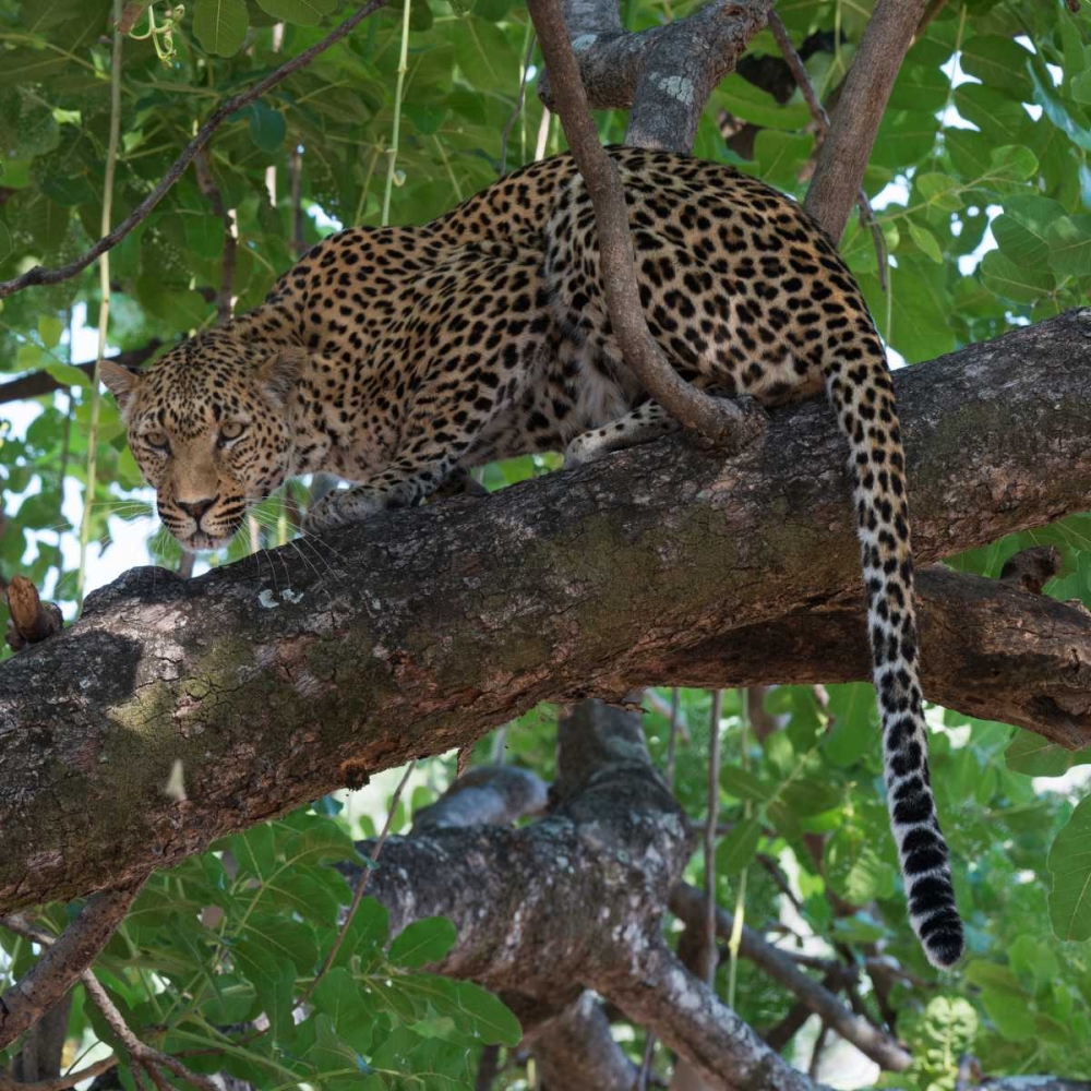 Leopard in a Tree art print by Scott Bennion for $57.95 CAD