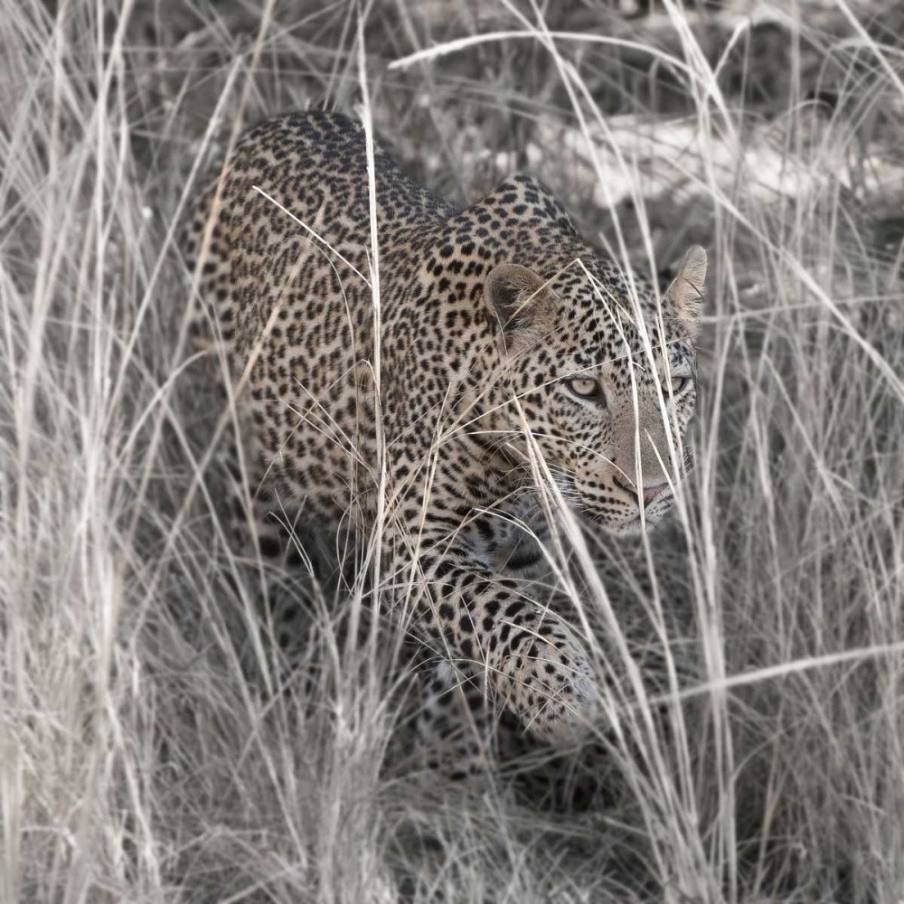 Leopard in the Grass art print by Scott Bennion for $57.95 CAD