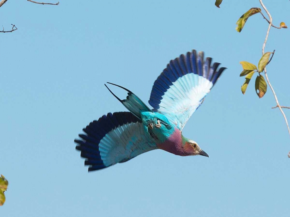 Lilac Breasted Roller art print by Scott Bennion for $57.95 CAD