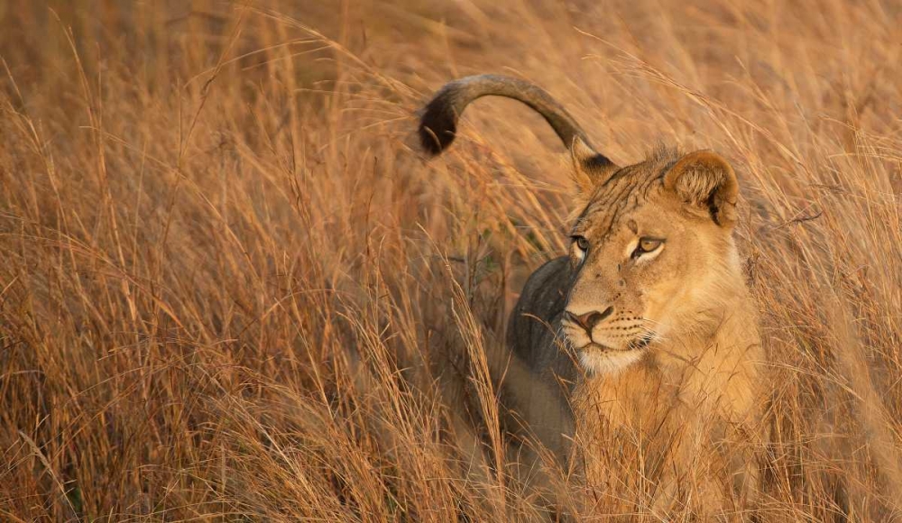 Lion in Tall Grass art print by Scott Bennion for $57.95 CAD