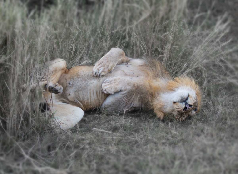 Lion on his back art print by Scott Bennion for $57.95 CAD