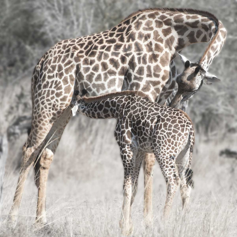 Mother and Daughter art print by Scott Bennion for $57.95 CAD