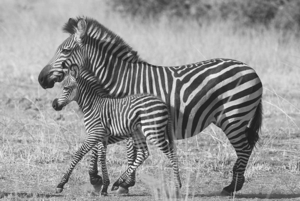 Mother and New Born art print by Scott Bennion for $57.95 CAD