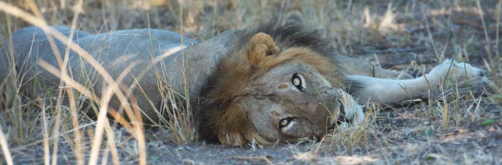 Napping With Open Eyes art print by Scott Bennion for $57.95 CAD