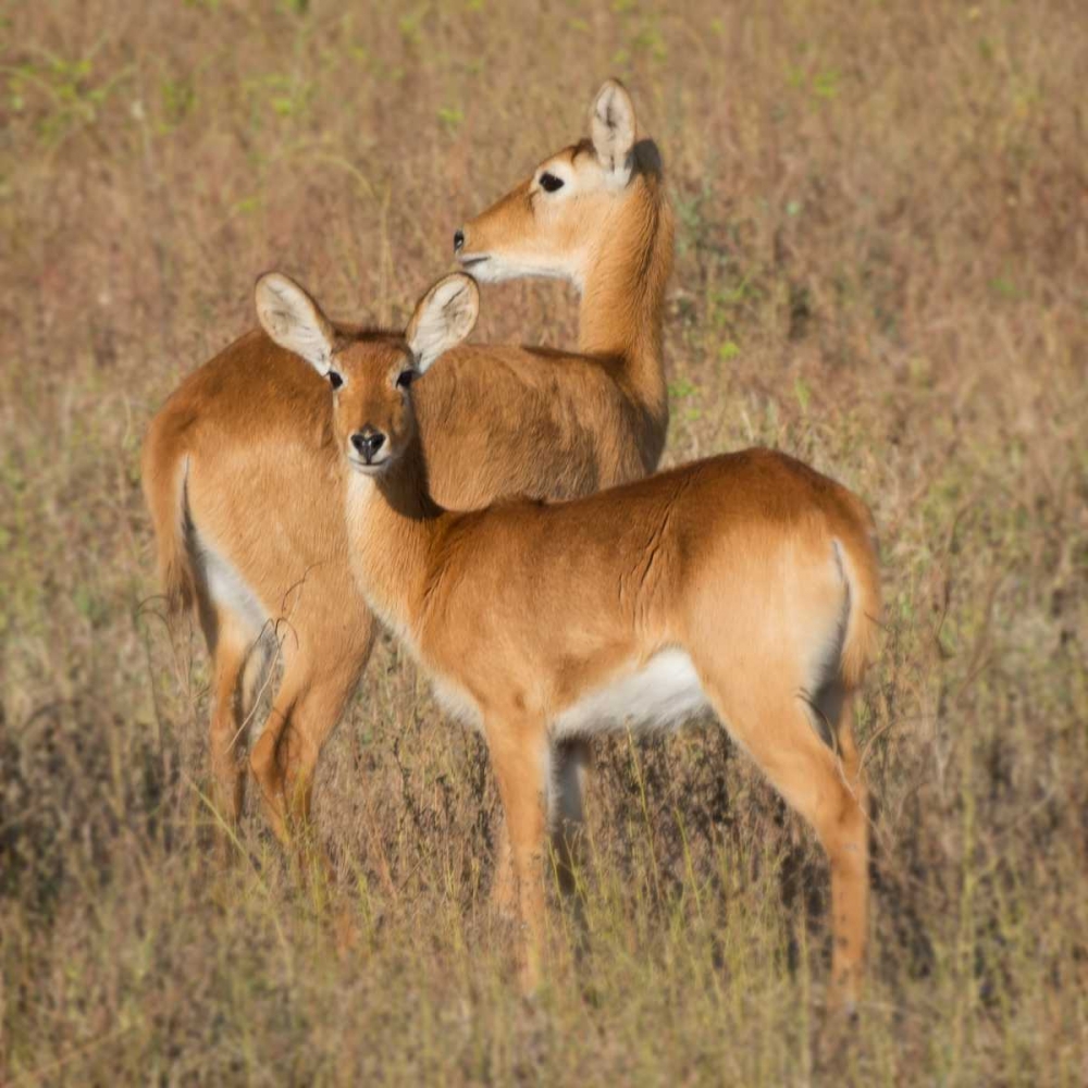 Puku - Zambia art print by Scott Bennion for $57.95 CAD