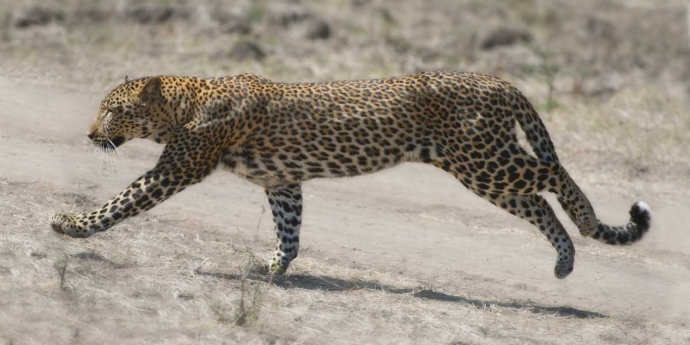 On The Run art print by Scott Bennion for $57.95 CAD