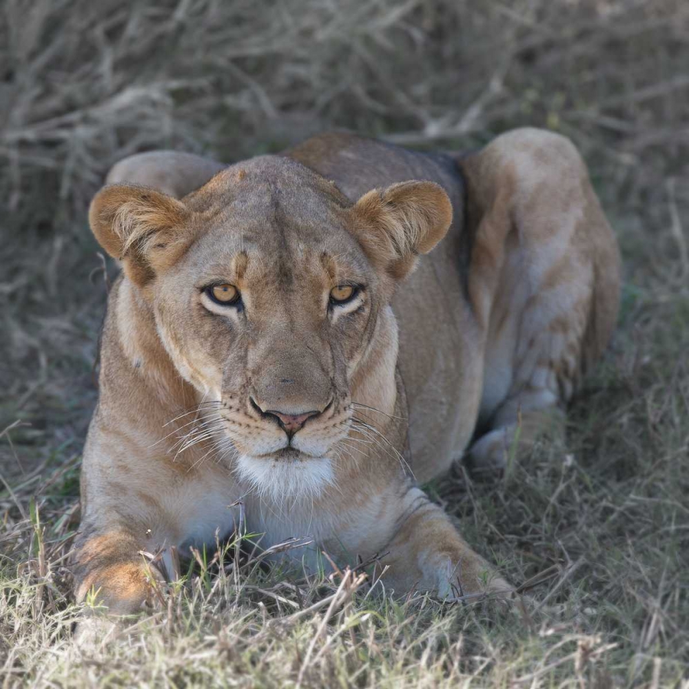 Lioness art print by Scott Bennion for $57.95 CAD