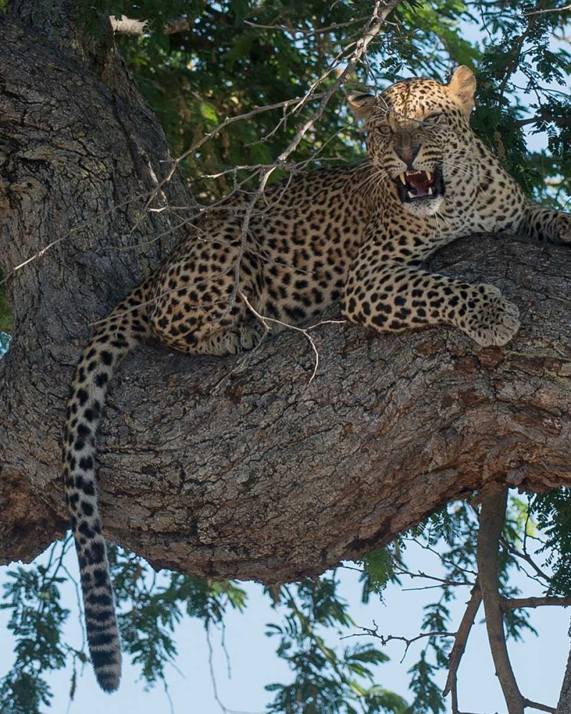 Leopard Territory art print by Scott Bennion for $57.95 CAD